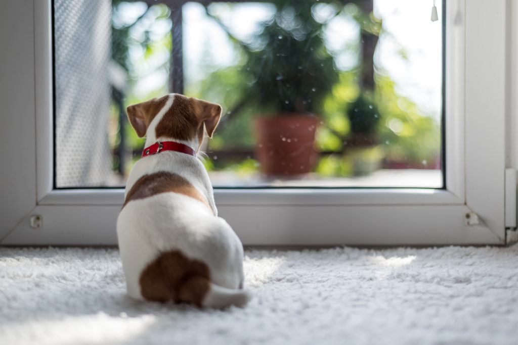 Dejar solo a un cachorro