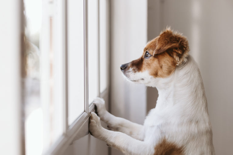 Dejar solo a un cachorro