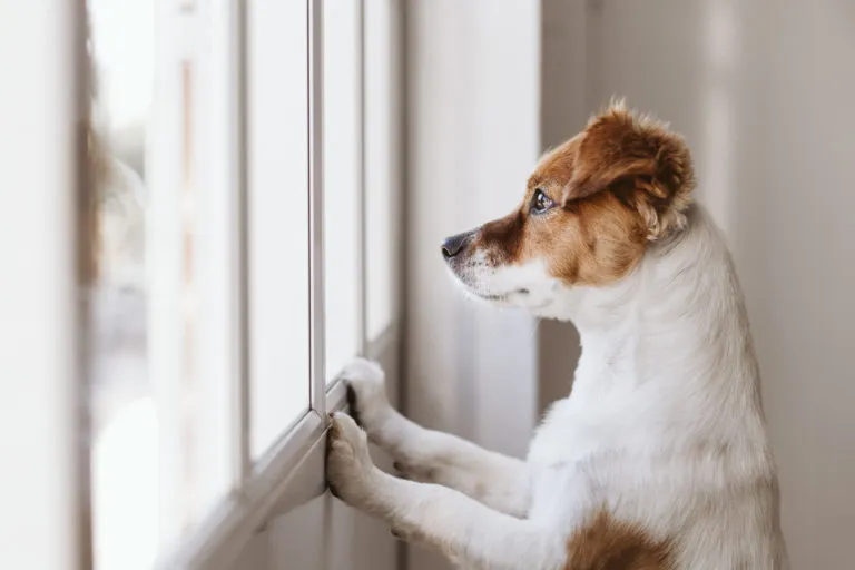 Dejar solo a un cachorro