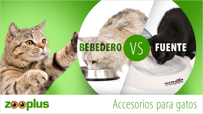 Bebedero o fuente para gatos?, Adoptar un gato