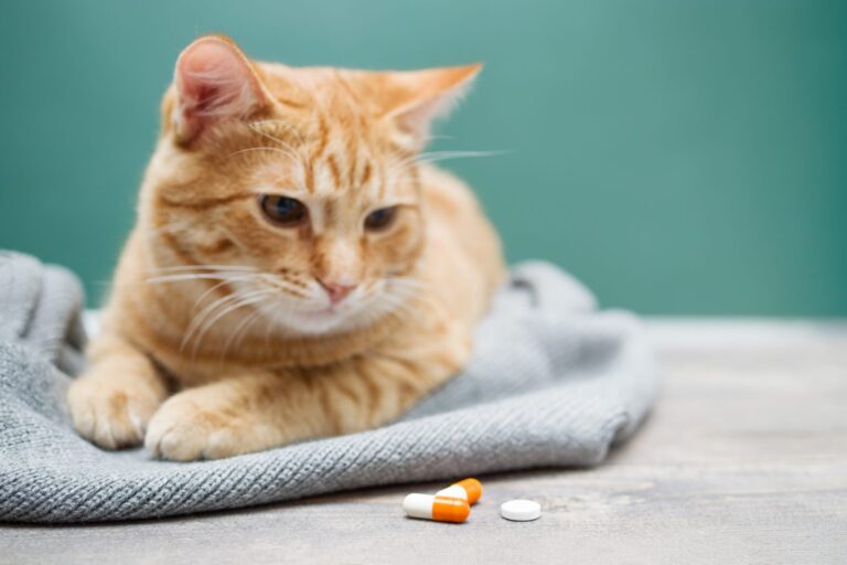 Anticonceptivos para gatos