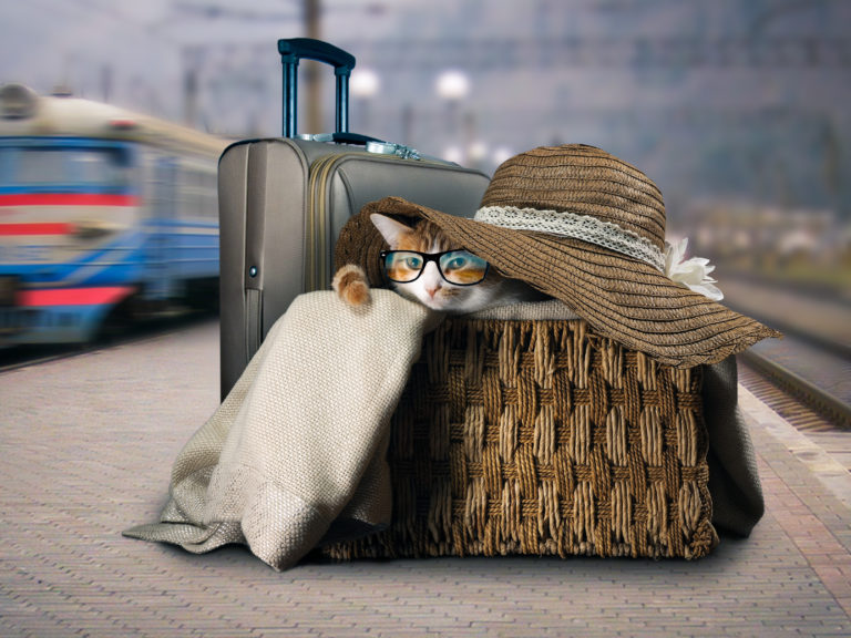 Viajar con gatos en tren Viajar con gatos en tren