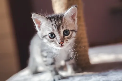 gatito macho o hembra