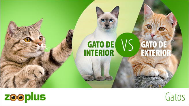 Gatos De Interior O De Exterior Descubre Si Tu Gato Debe Estar Fuera O Dentro De Casa