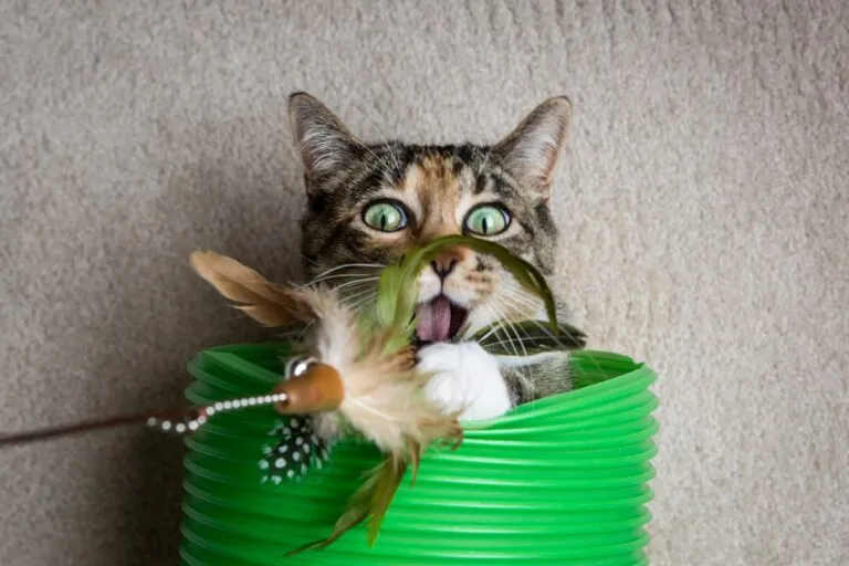 Entretener al gato con una caña de juguete
