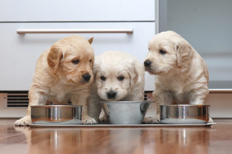 La alimentación de los cachorros La alimentación de los cachorros