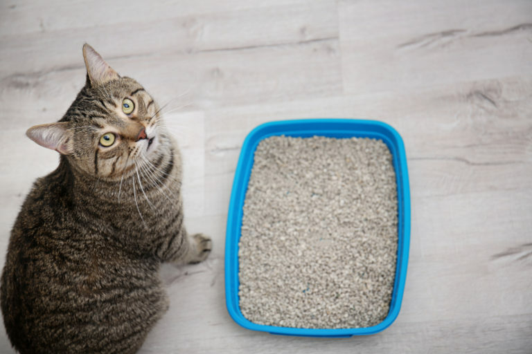 Arena de papel reciclado para gatos 6 L - Aglomerante y absorbente