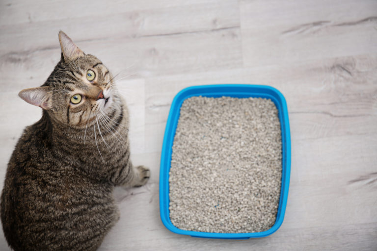 Organizar fragancia el último Tipos de arena para gatos: ventajas e inconvenientes de cada una