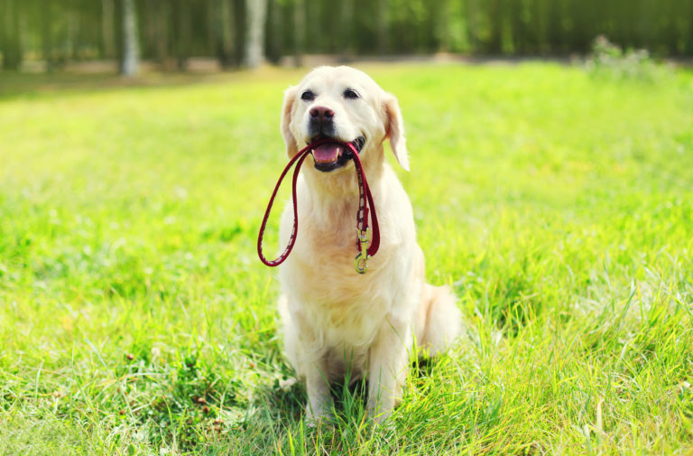 La correa adecuada para tu perro