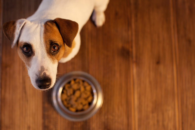 alergia alimentaria en perros