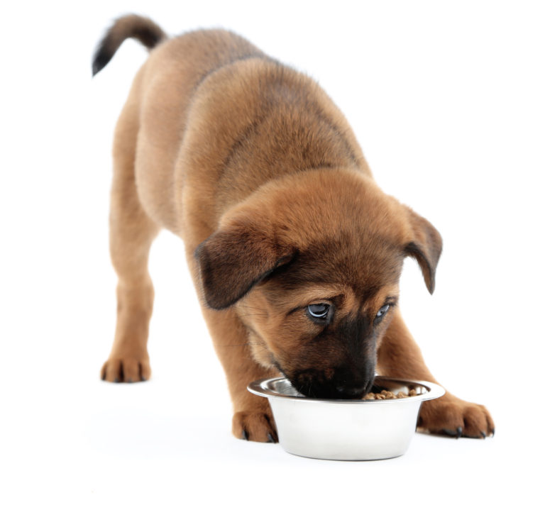 Alimentación de los cachorros