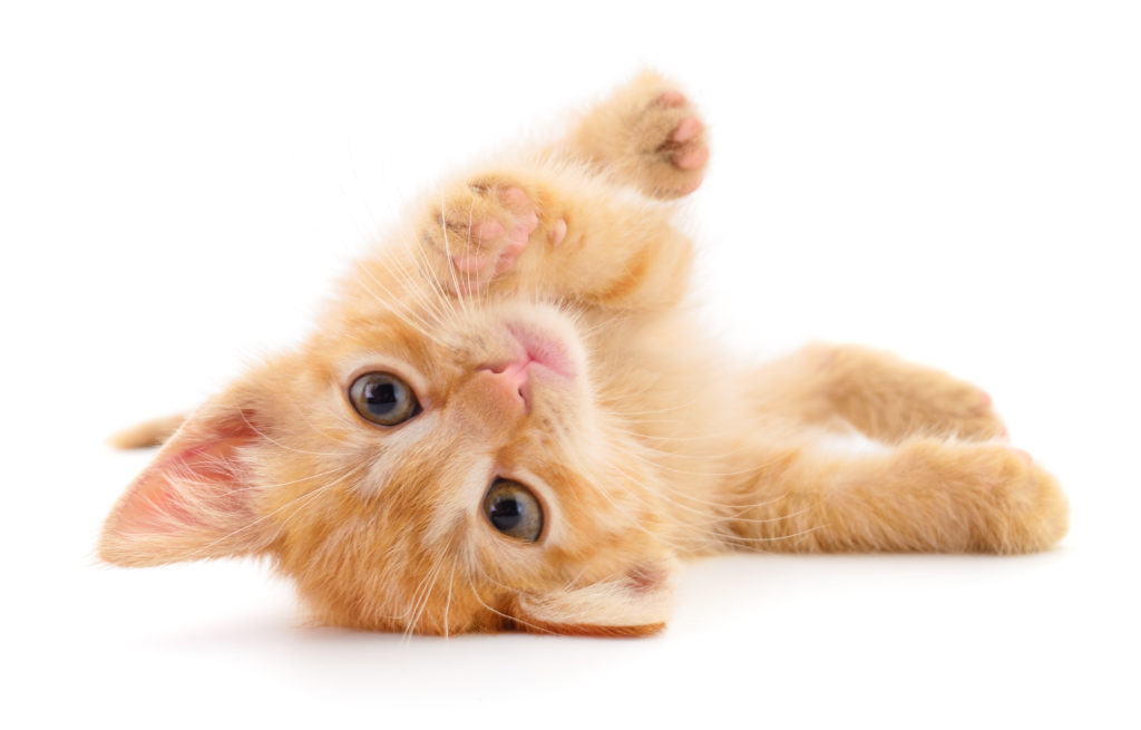 Gatito