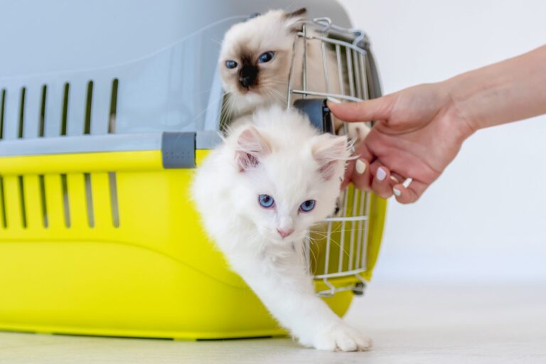 Humorístico Ajustable hospital Cómo adaptar un gato a una nueva casa? Consejos prácticos | zooplus