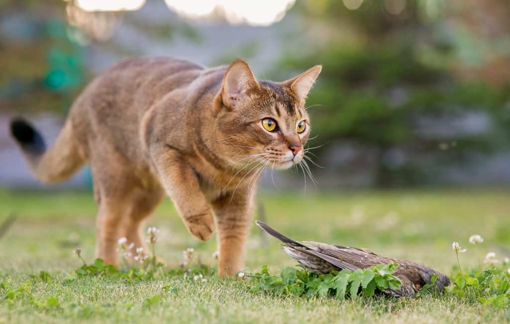 Katzensprache lernen