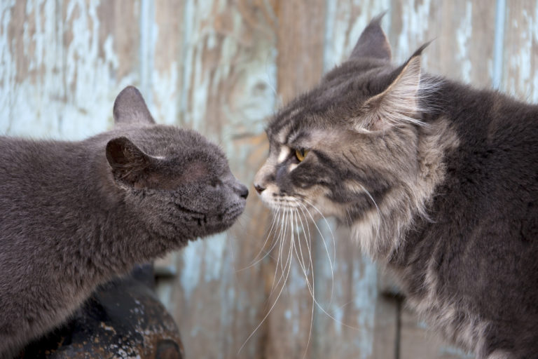 cómo introducir un gato nuevo en casa 1