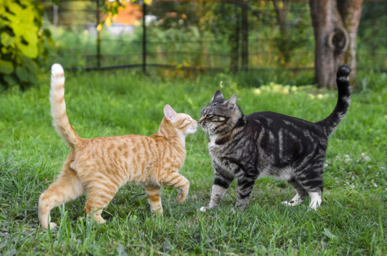 cómo introducir un gato nuevo en casa