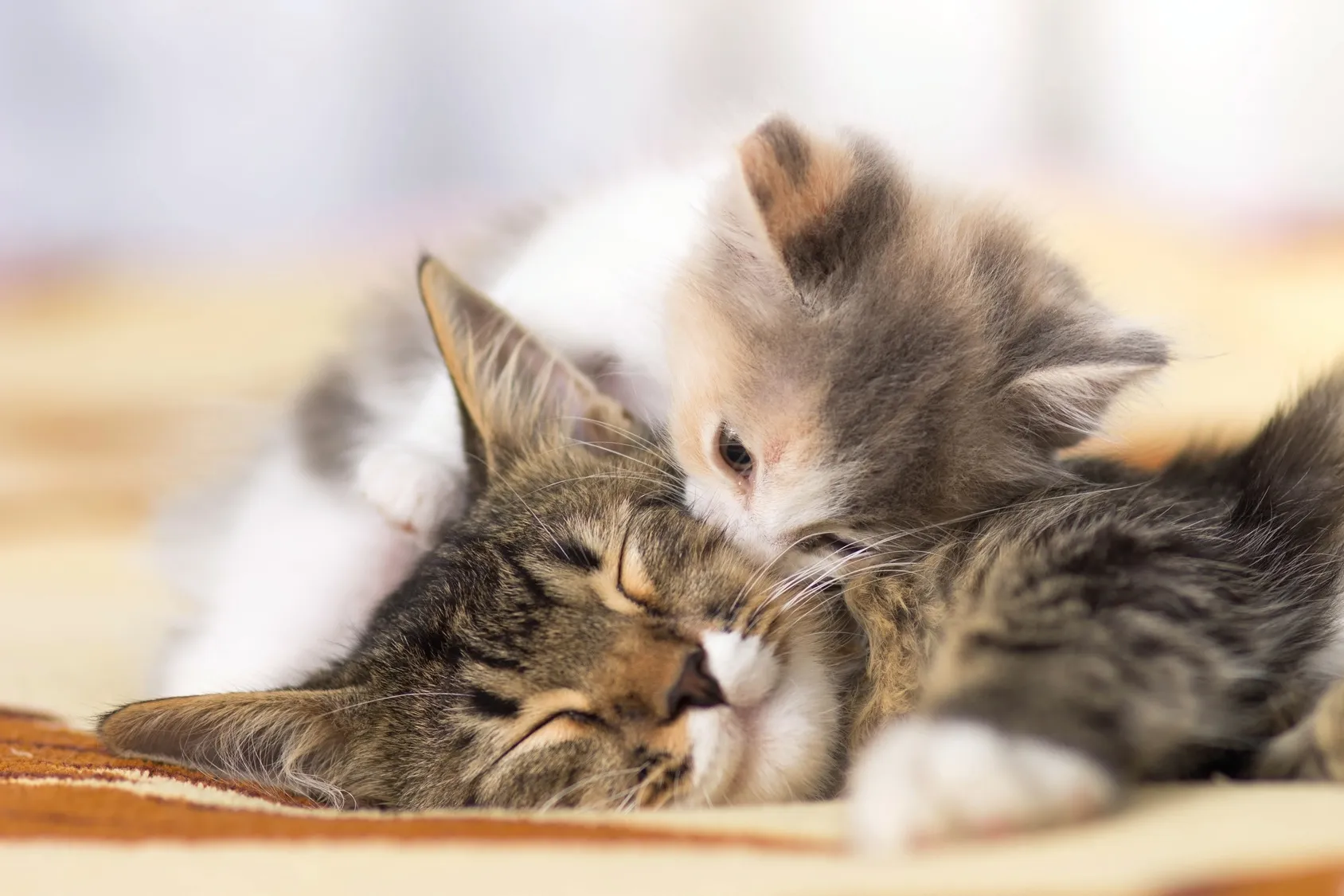 katzenbaby mit mutter
