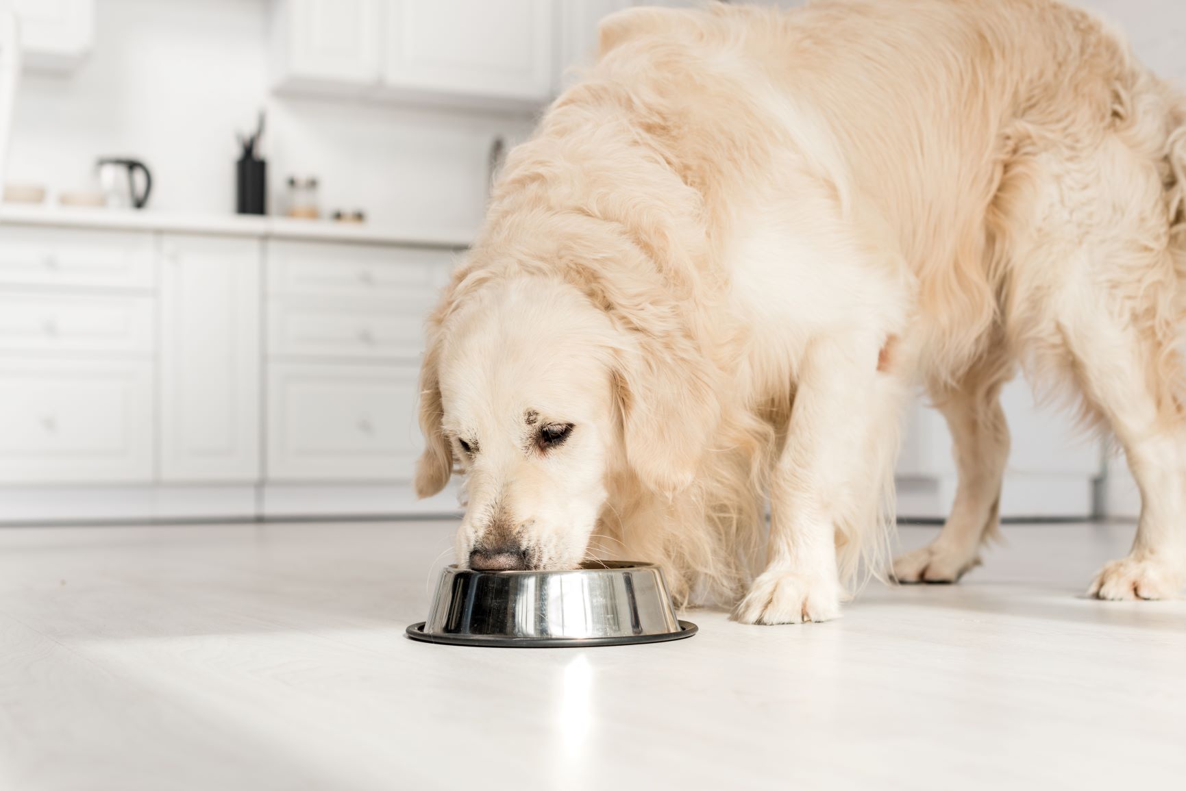 Comida para perros con sobrepeso