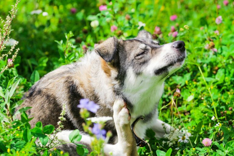 Cuida a tu perro cuando no estés en casa con esta cámara ¡y ahorra 60€!