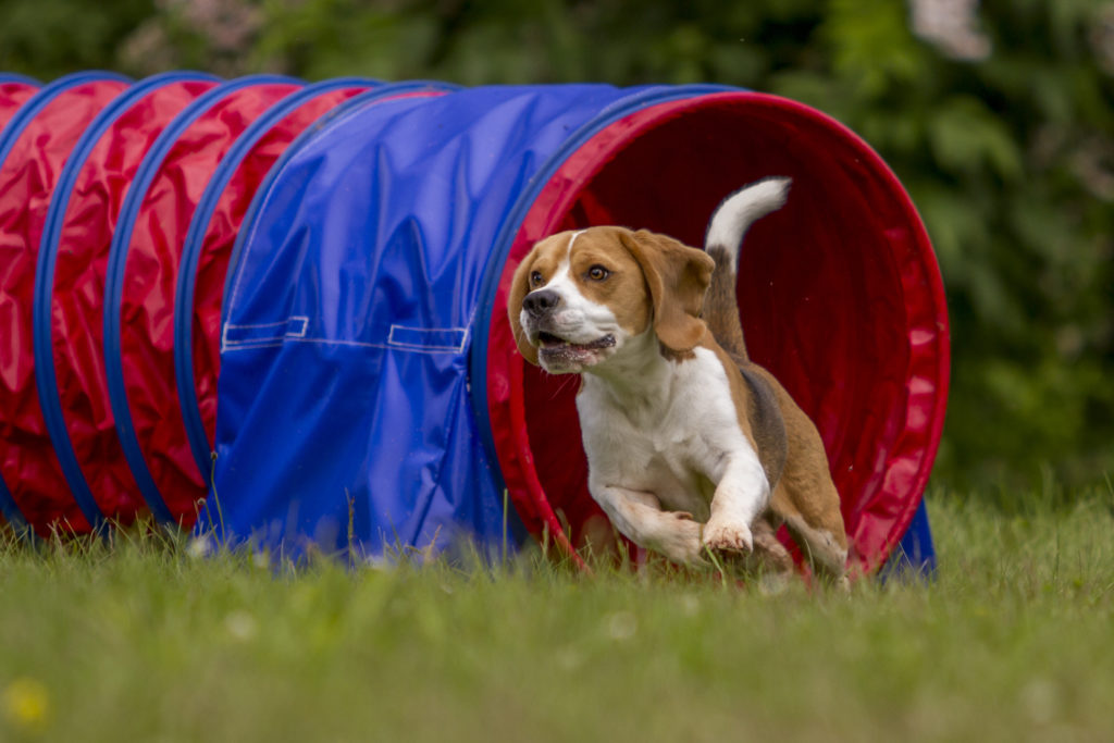 Agility Agility