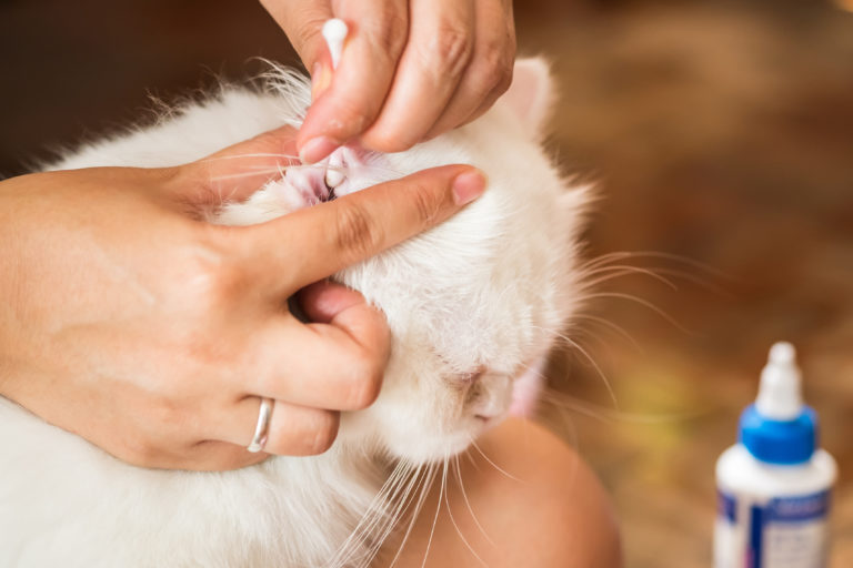 Cómo limpiar los ojos y los oidos de un gato