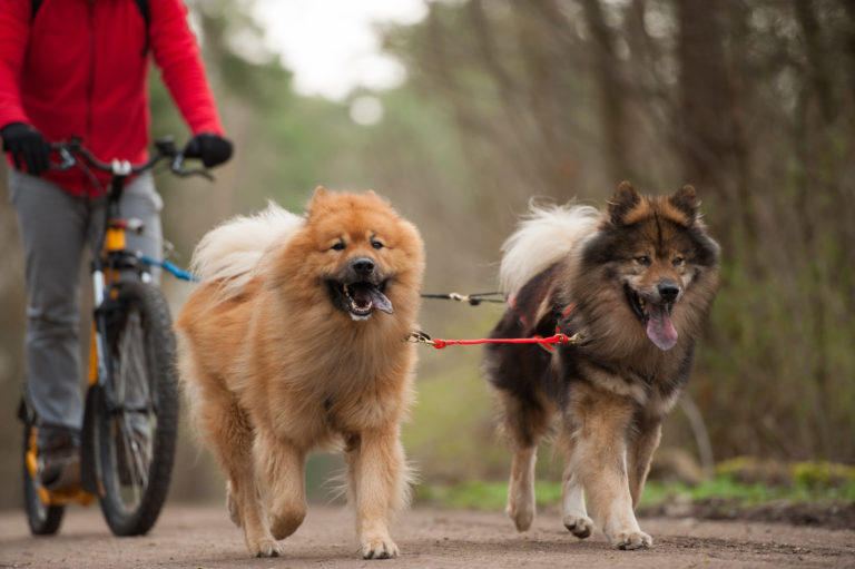 En bici con perro