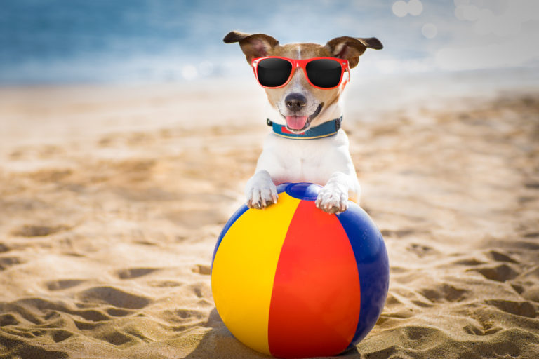 Accesorios para perros en verano