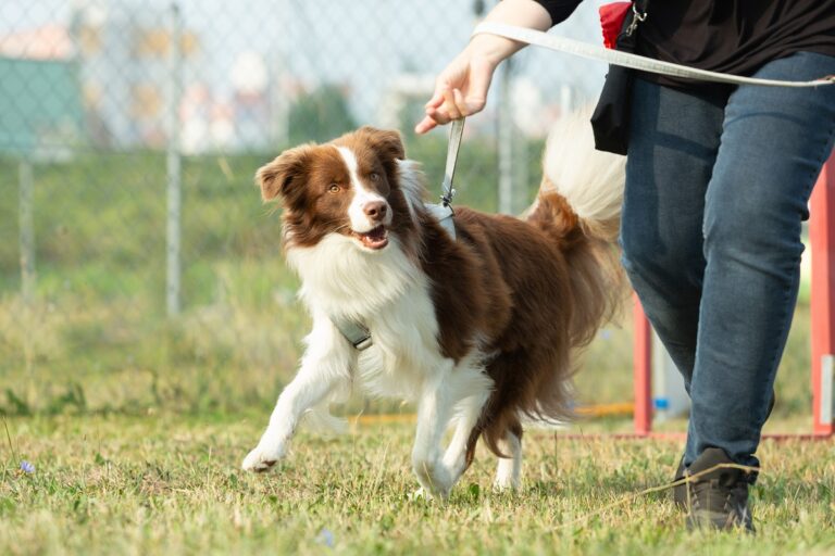 nutrientes esenciales para perros