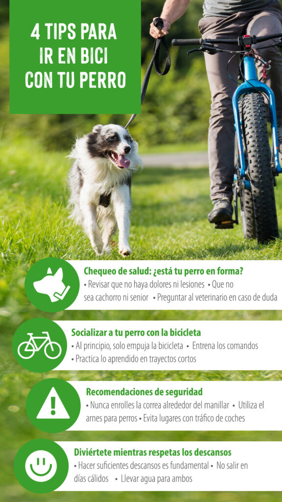 zooplus_Magazine_Outdoor_Dog_Bike_Tips_1080x1920_ES bici con perro