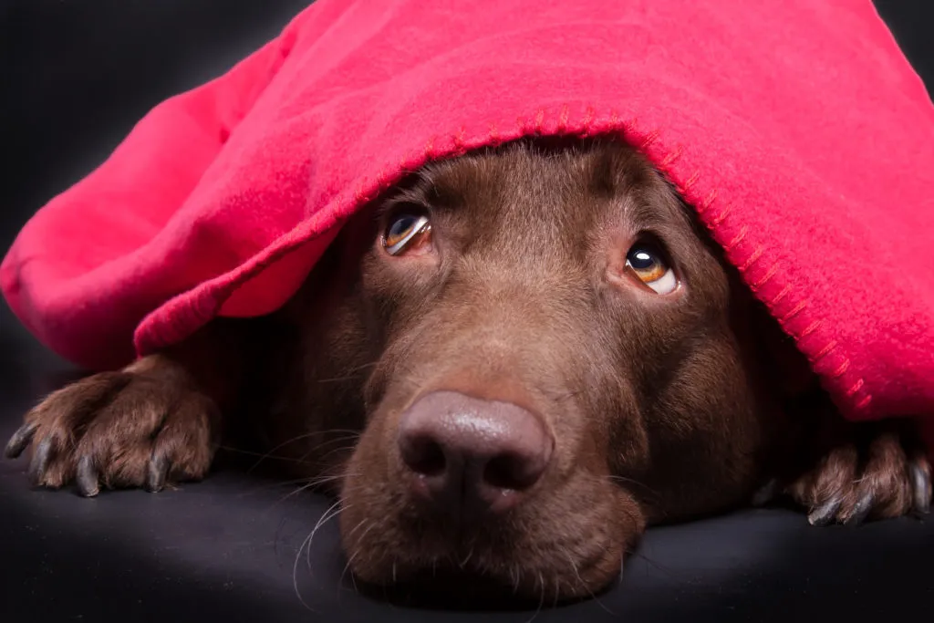 Perros miedosos