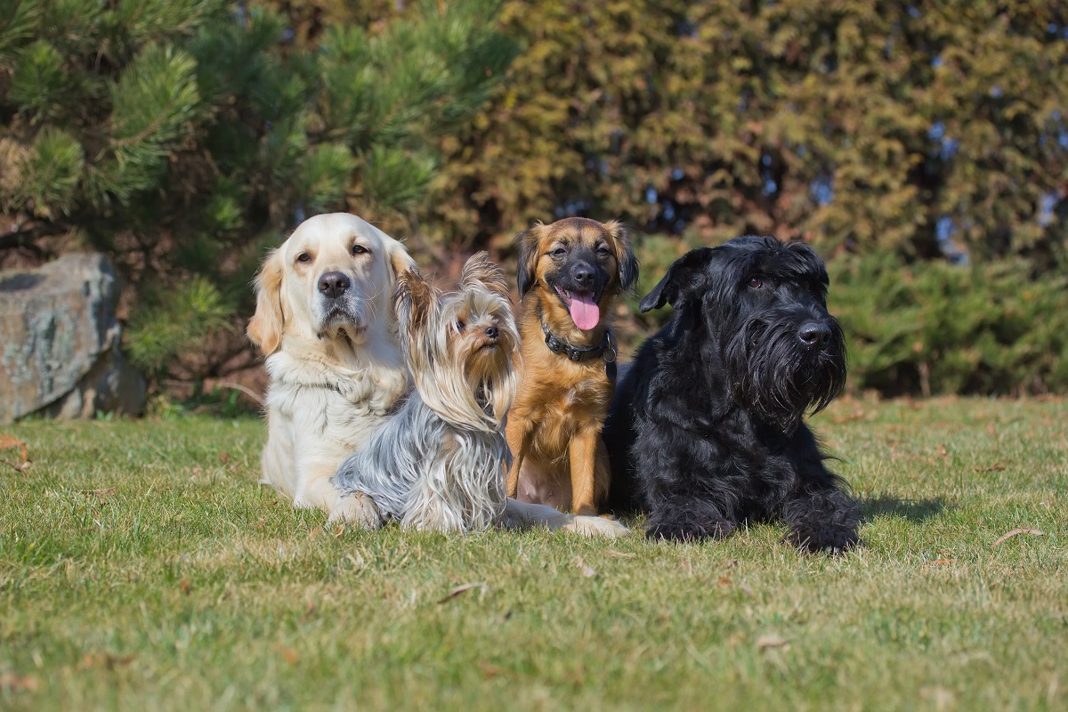 comida para perros de raza
