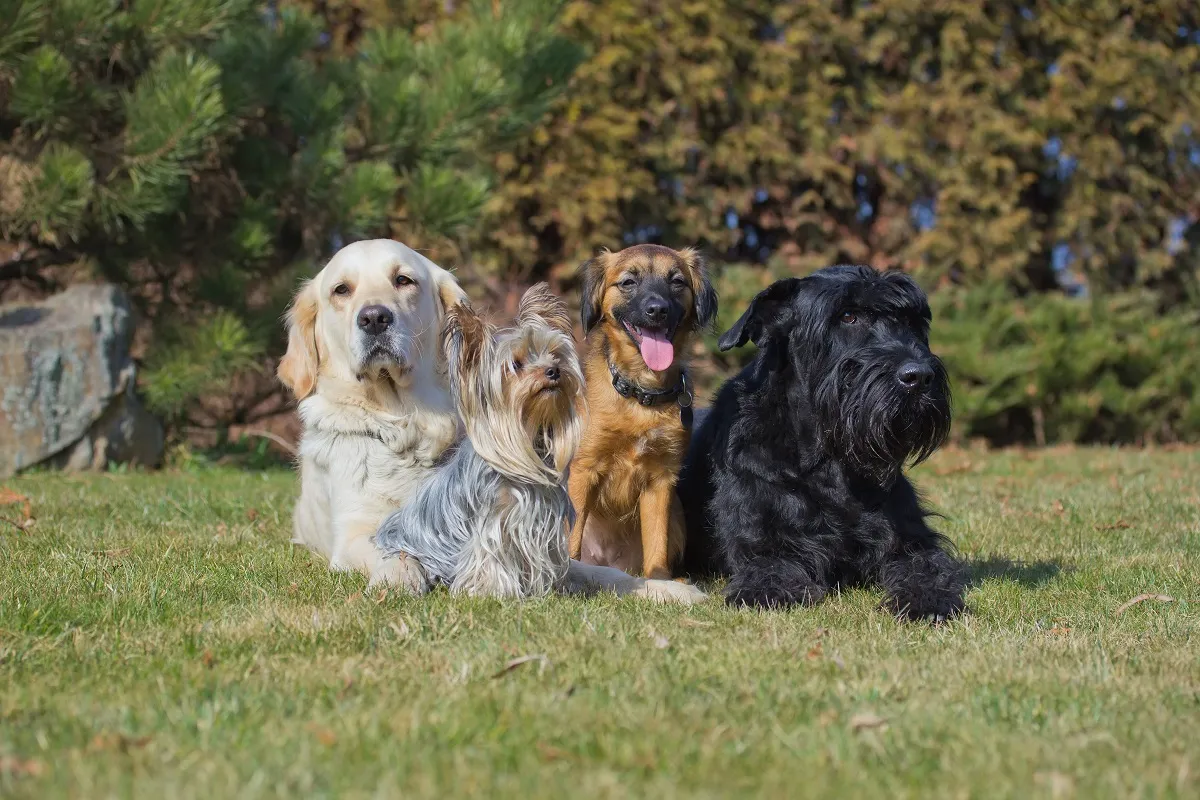 comida para perros de raza