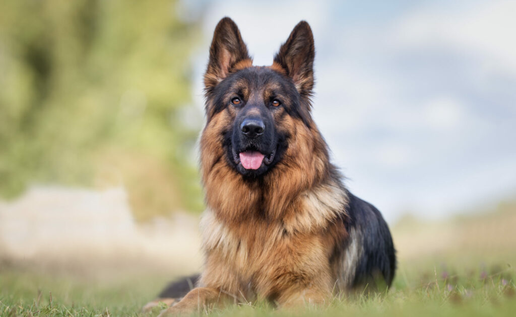 Comida para perros de raza Comida para perros de raza