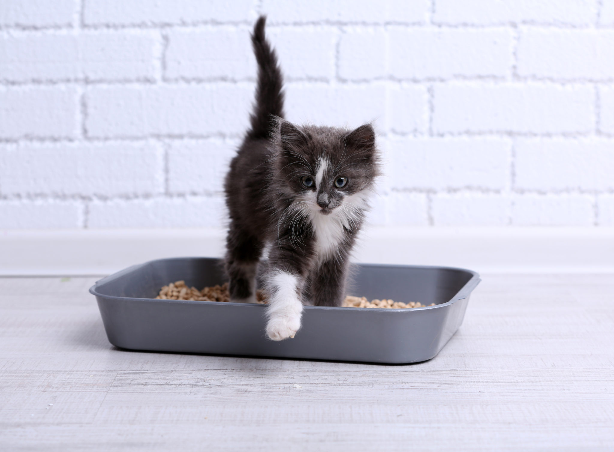 Arenero de carton para gatos deals