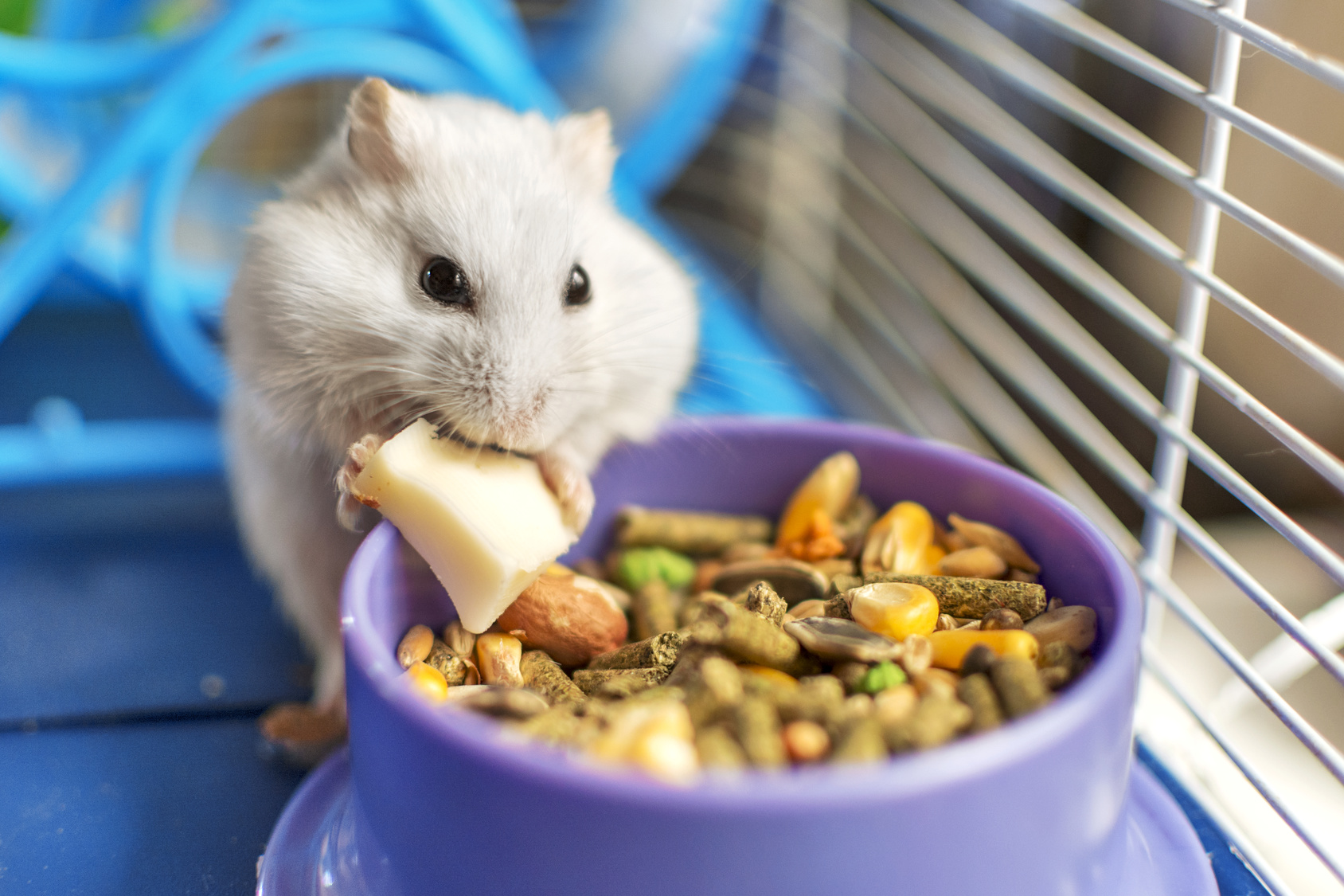 hamster frisst im käfig