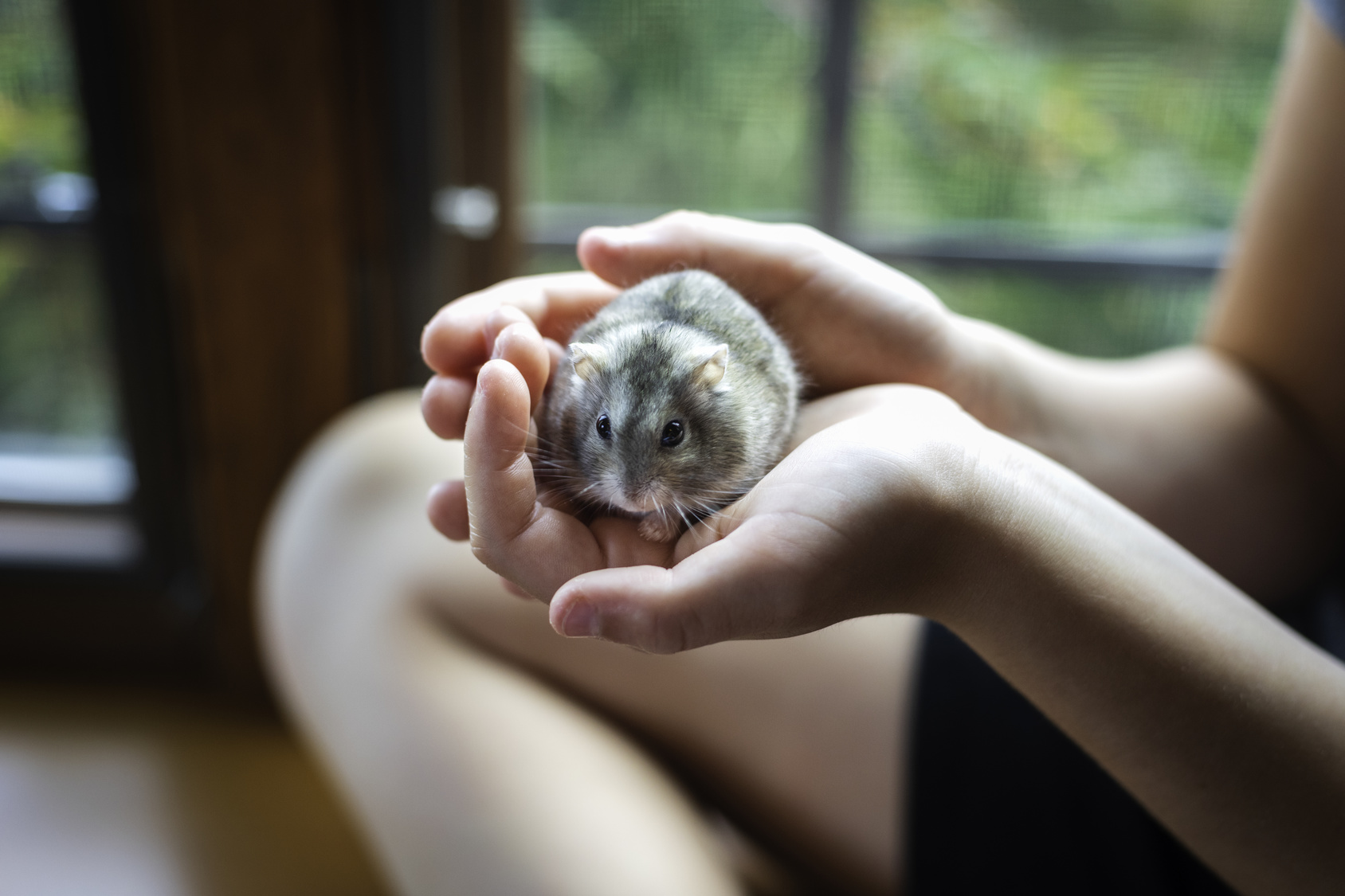 hamster haltung