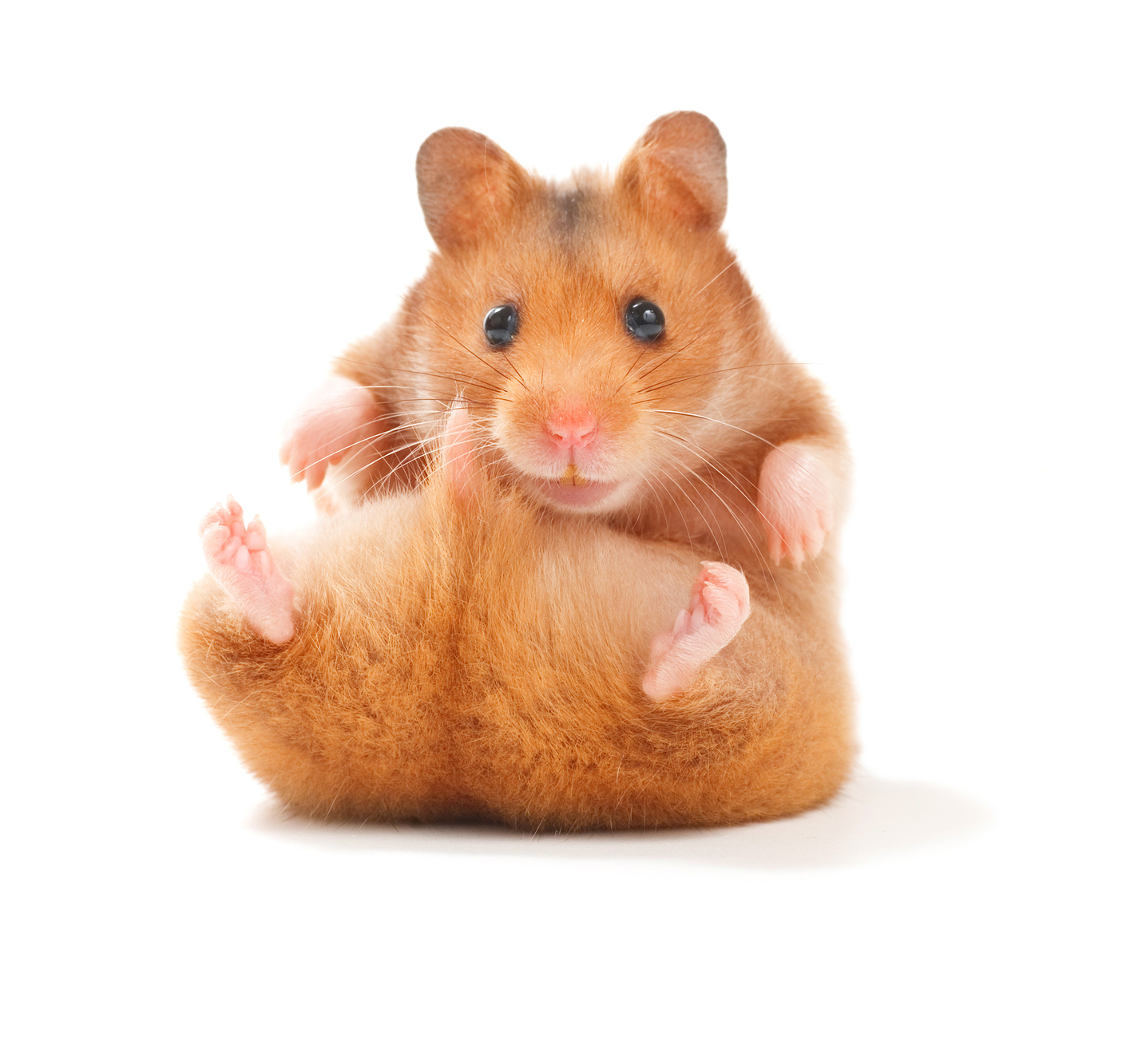 süß hamster