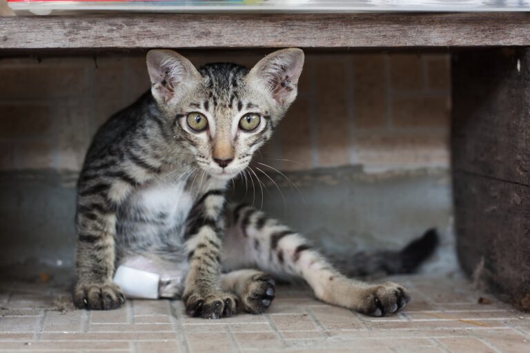 Farmacia para gatos