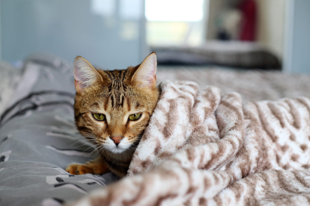 Gripe felina | del gato y cuidados | zooplus Magazine
