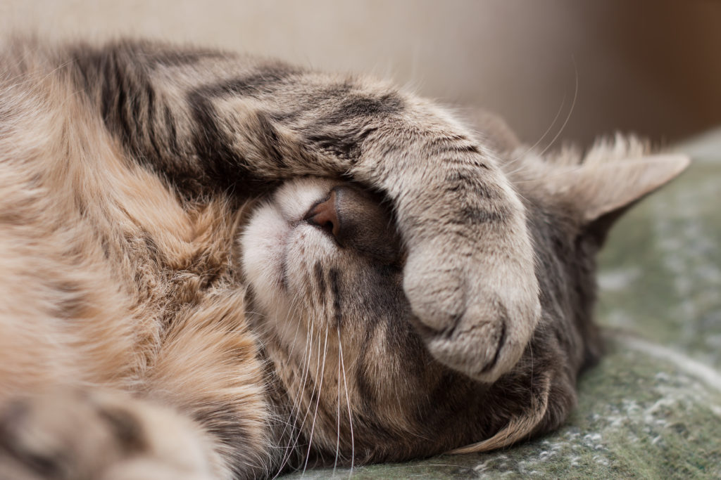 Gripe felina | Salud del gato y cuidados | zooplus Magazine