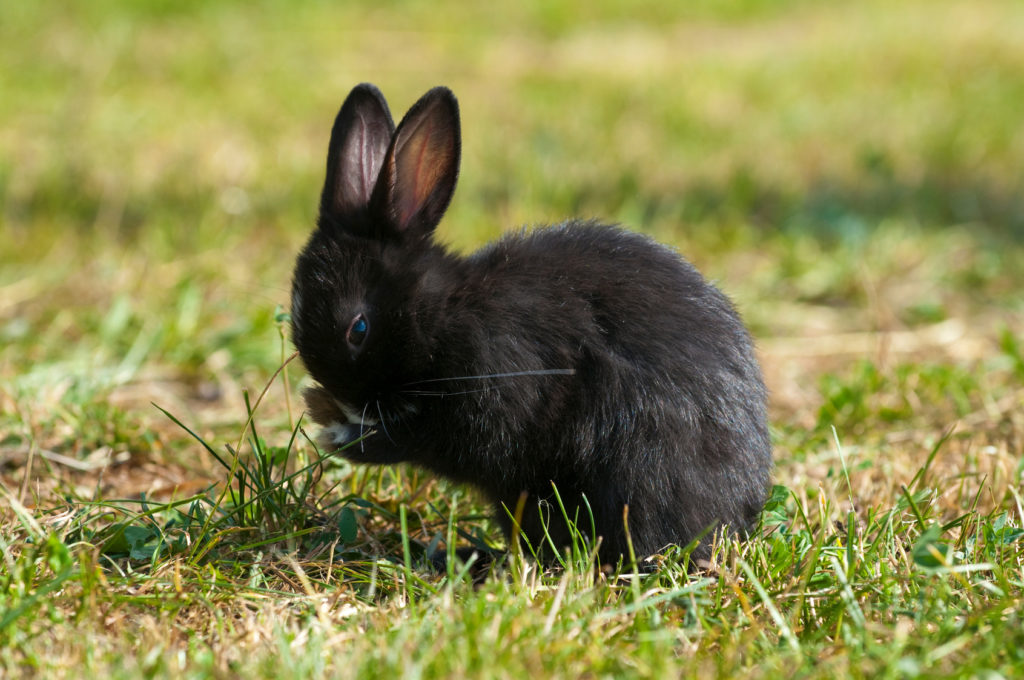 Schwarzes Zwergkaninchen putzt sich auf einer Wiese