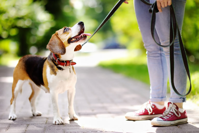 Accesorios para el paseo