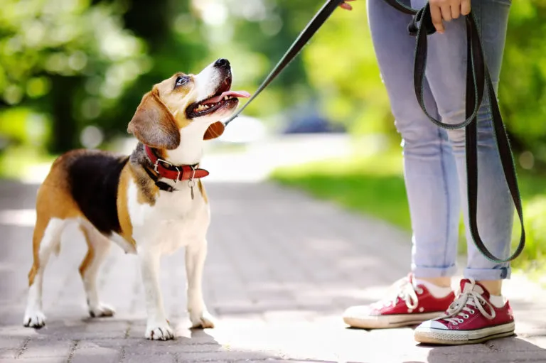 Accesorios para el paseo