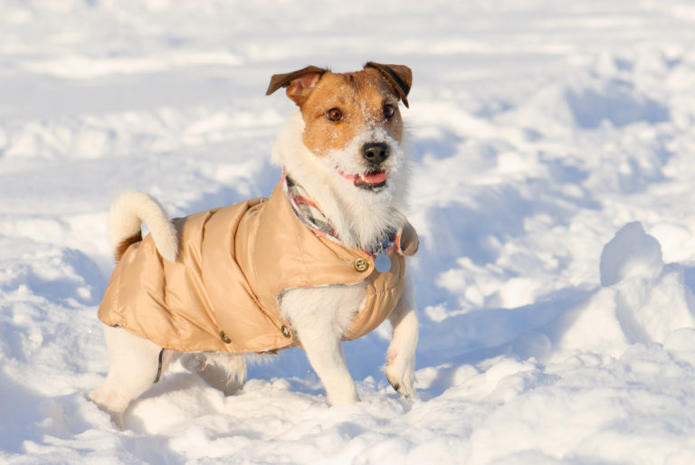 Ropa para perros