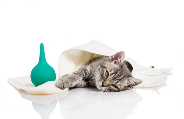 Botiquín para gatos Botiquín para gatos