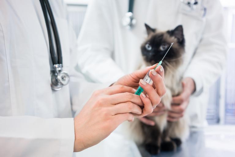 Vacunas para - qué vacunas necesita gato?