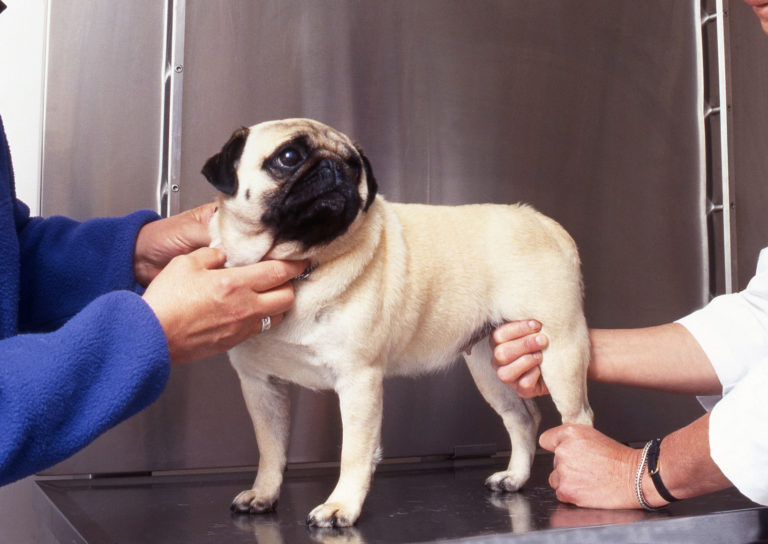 Remedio para adelgazar despues del parto de perros Remedio para adelgazar despues del parto de perros