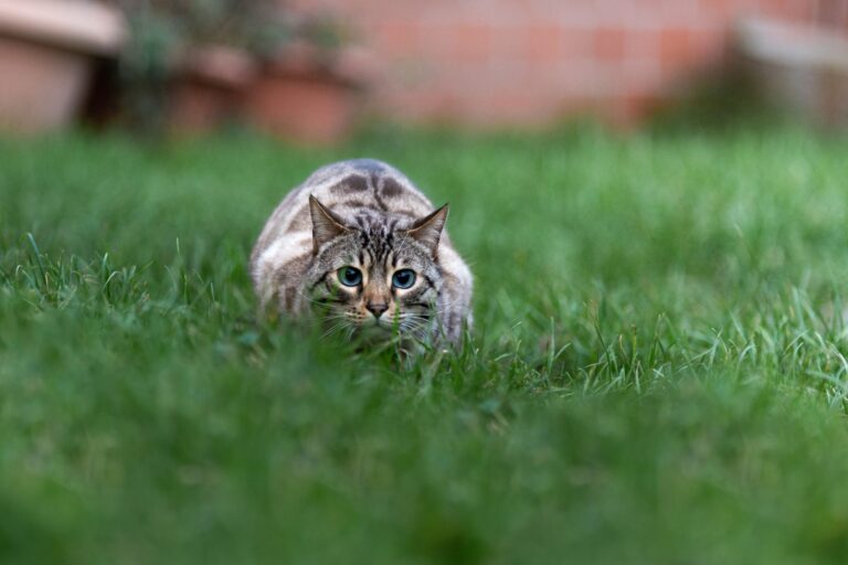 Gatos cazadores