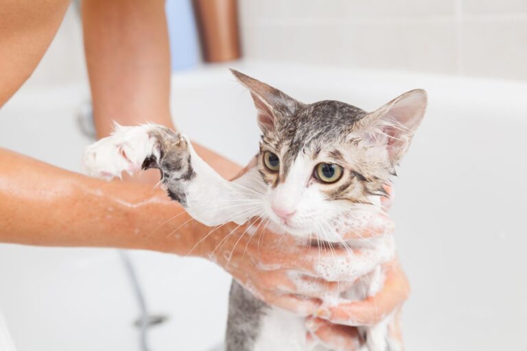 bañar a un gato