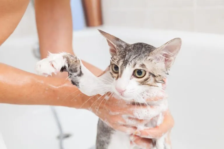 bañar a un gato